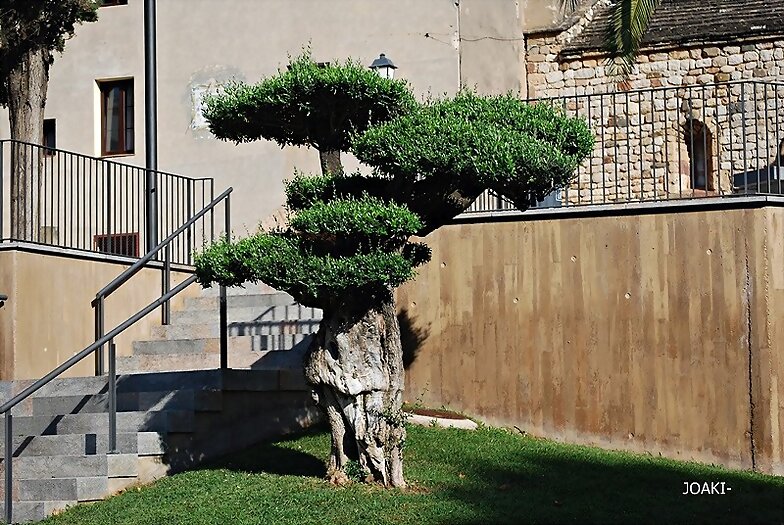 ARBOLES CON HISTORIA-91-