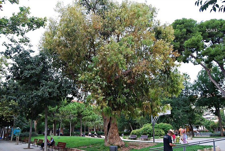 ARBOLES CON HISTORIA-93-