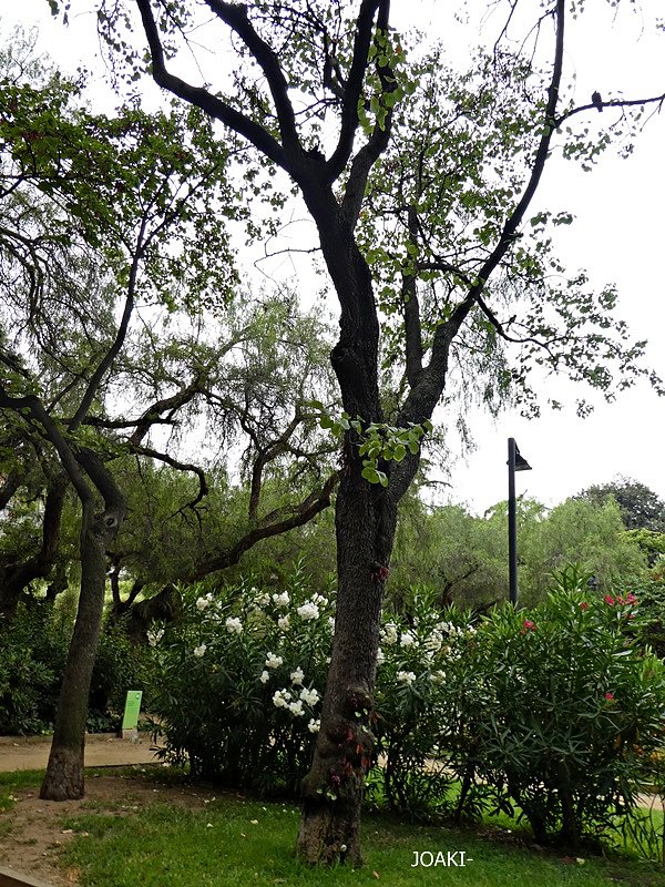 ARBOLES CON HISTORIA- 94-