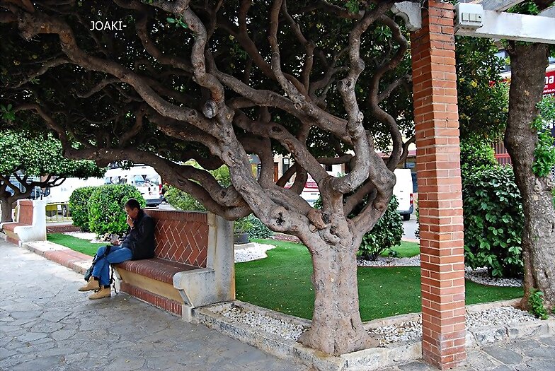 ARBOLES CON HISTORIA-96-
