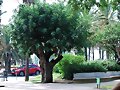ARBOLES CON HISTORIA-97-