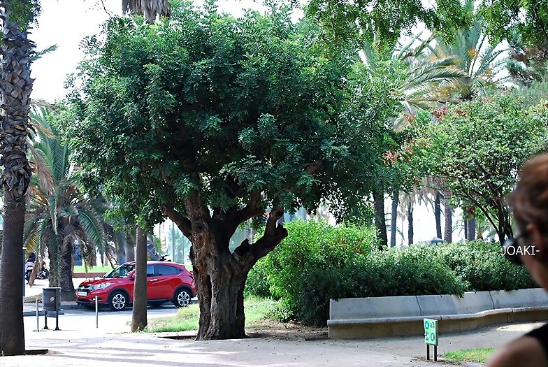 ARBOLES CON HISTORIA-97-