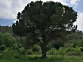 ARBOLES CON HISTORIA-98-