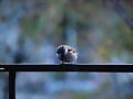 &quot;HOLA HOLA PAJARITO&quot;