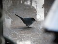 &quot;HOLA HOLA PAJARITO&quot;-29-