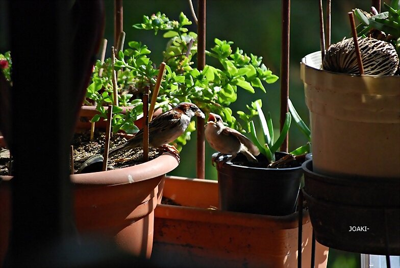 HOLA HOLA PAJARITO.