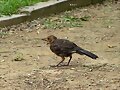 HOLA HOLA PAJARITO.-38-