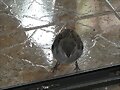 HOLA HOLA PAJARITO.-39.