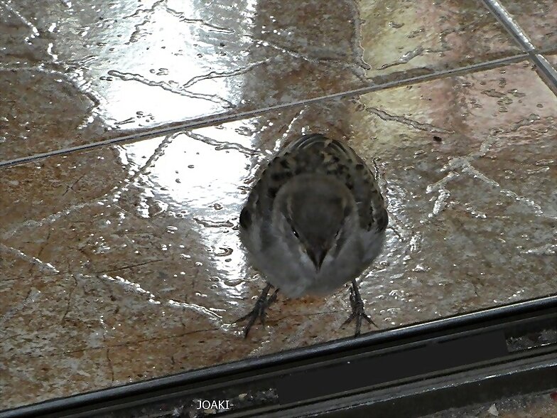 HOLA HOLA PAJARITO.-39.