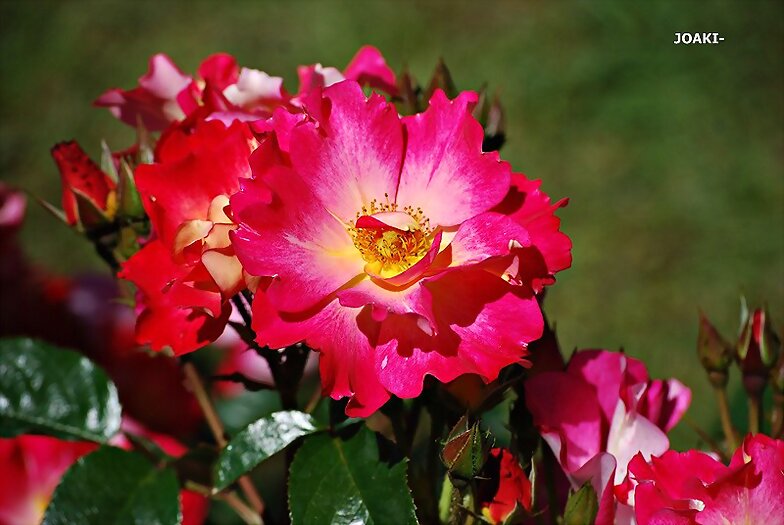 ROSAS DE CONCURSO.