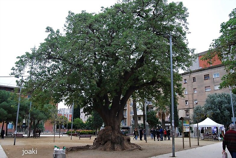 ARBOLES CON HISTORIA -99-