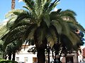 ARBOLES CON HISTORIA -100-