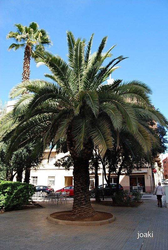 ARBOLES CON HISTORIA -100-