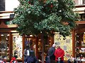 ARBOLES CON HISTORIA -101-