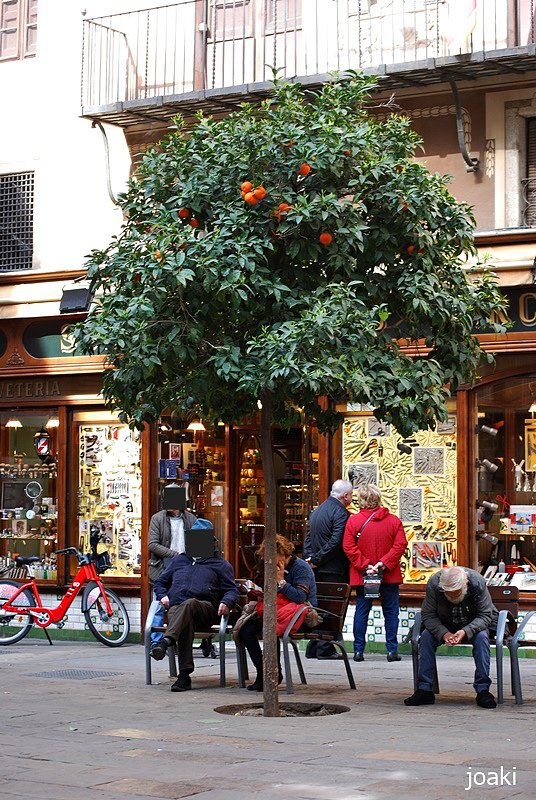 ARBOLES CON HISTORIA -101-