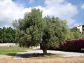 ARBOLES CON HISTORIA -102-