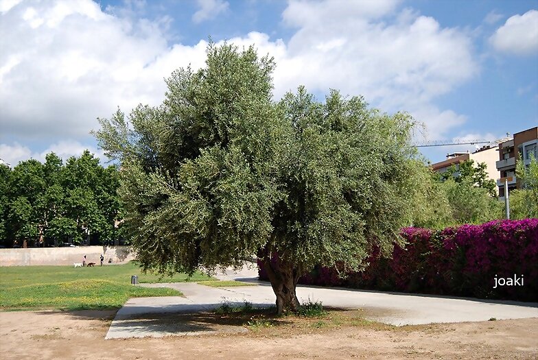 ARBOLES CON HISTORIA -102-