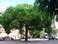ARBOLES CON HISTORIA -103-