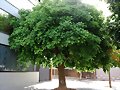 ARBOLES CON HISTORIA -104-