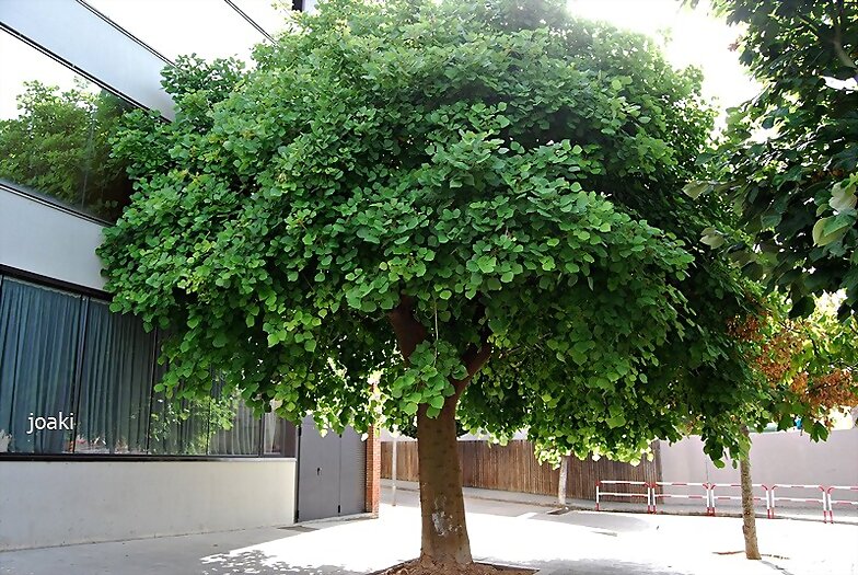 ARBOLES CON HISTORIA -104-