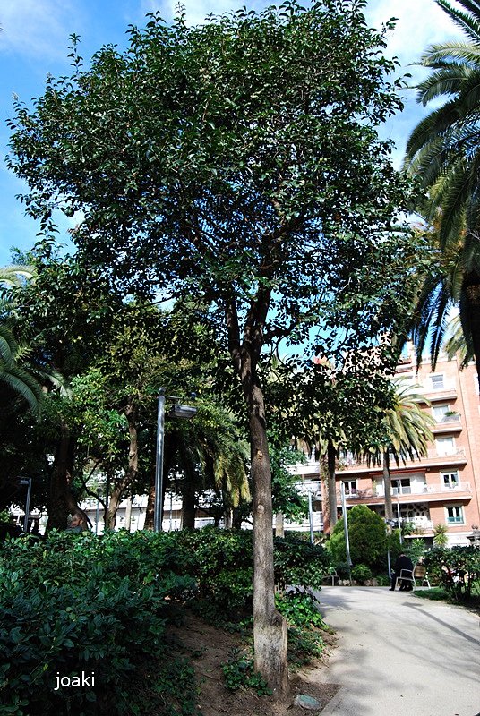 ARBOLES CON HISTORIA -107 -