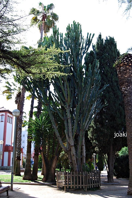 ARBOLES CON HISTORIA -109-