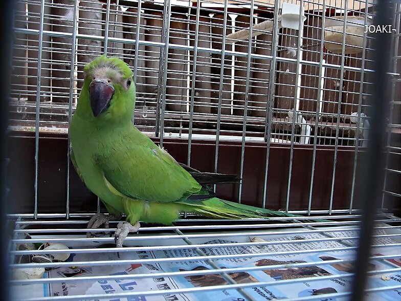 "HOLA,HOLA PAJARITO". 42-
