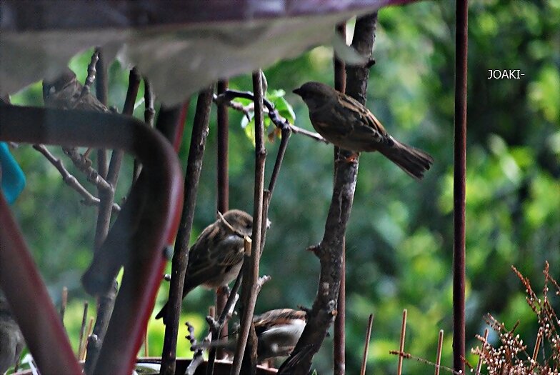 "HOLA,HOLA PAJARITO". 46-