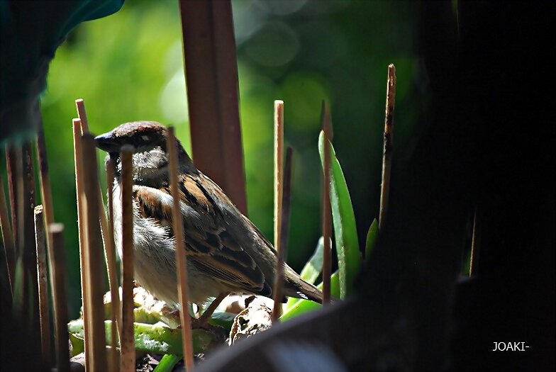 "HOLA,HOLA PAJARITO". 49-