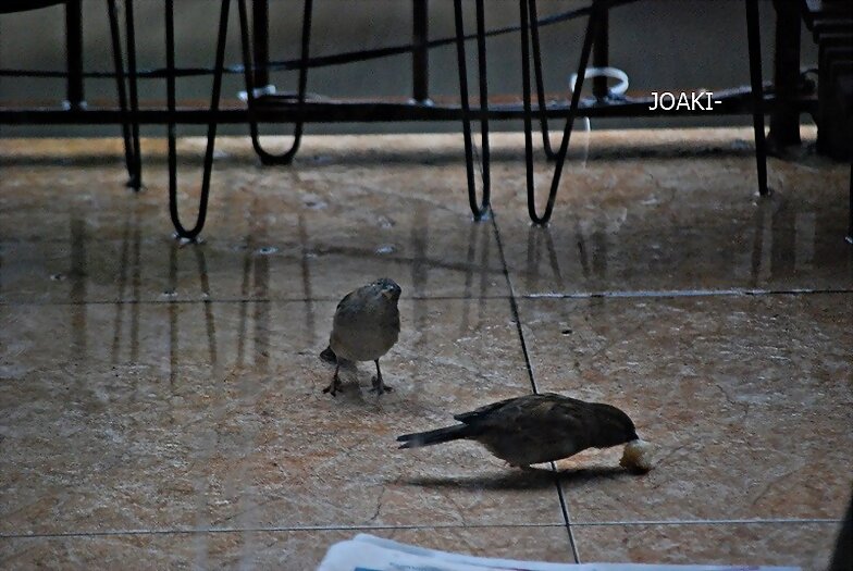 "HOLA,HOLA PAJARITO". 50-