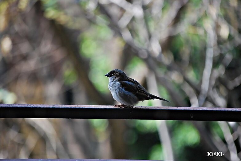 "HOLA,HOLA PAJARITO". 51-