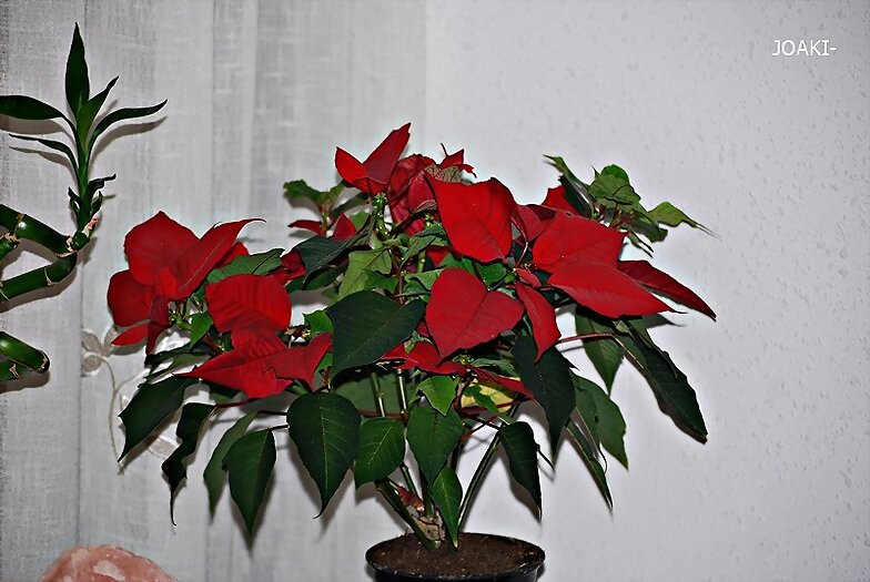 DETALLESCURIOSOS- 27-