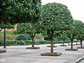 ARBOLES CON HISTORIA -111-