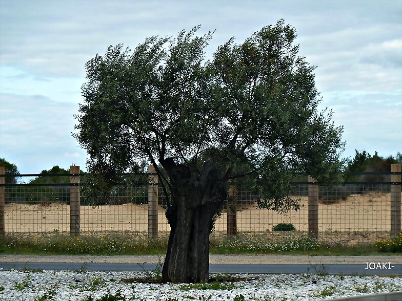 ARBOLES CON HISTORIA -112-