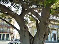 ARBOLES CON HISTORIA -113-