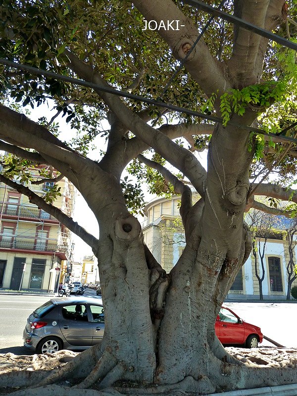 ARBOLES CON HISTORIA -113-