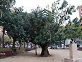 ARBOLES CON HISTORIA -114-