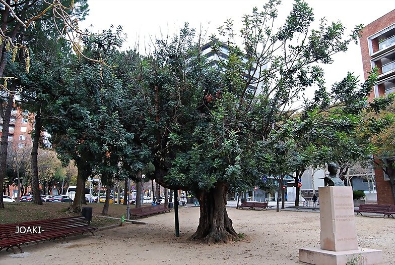 ARBOLES CON HISTORIA -114-