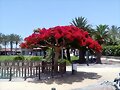 ARBOLES CON HISTORIA -115-