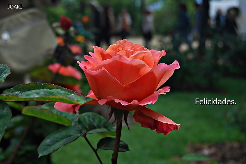 FELIZ DOMINGO ¡¡