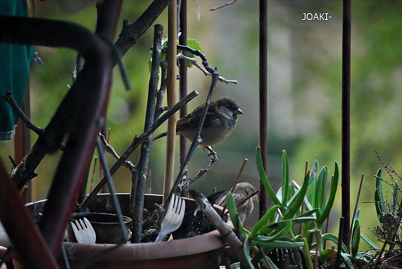 "HOLA,HOLA PAJARITO". 52-