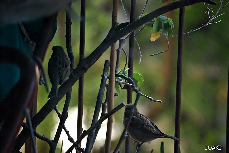 "HOLA,HOLA PAJARITO". 53-
