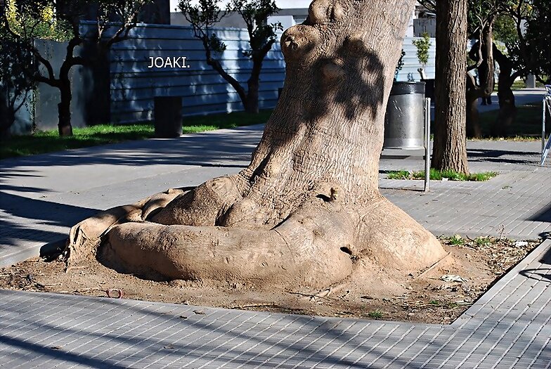 ARBOLES CON HISTORIA -116-