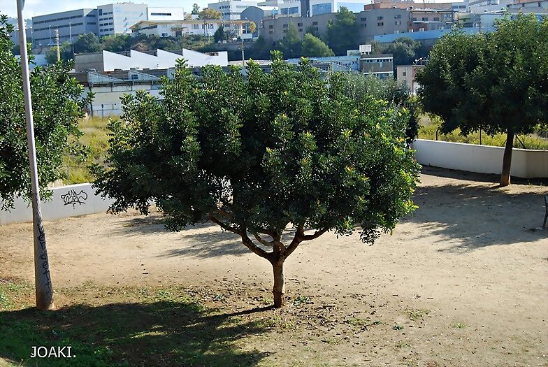 ARBOLES CON HISTORIA -117-