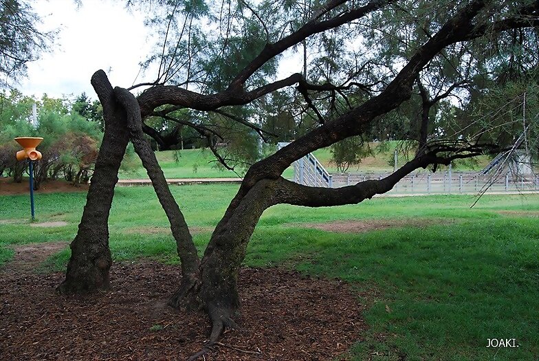 ARBOLES CON HISTORIA -118-