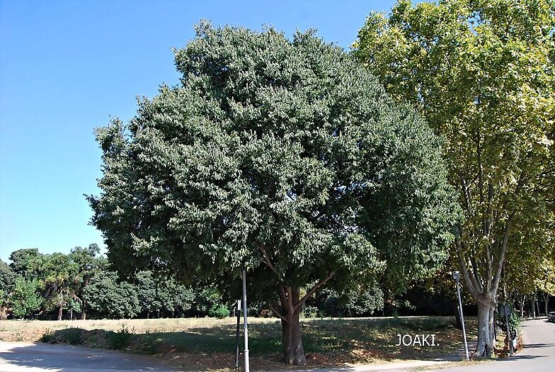 ARBOLES CON HISTORIA -119-