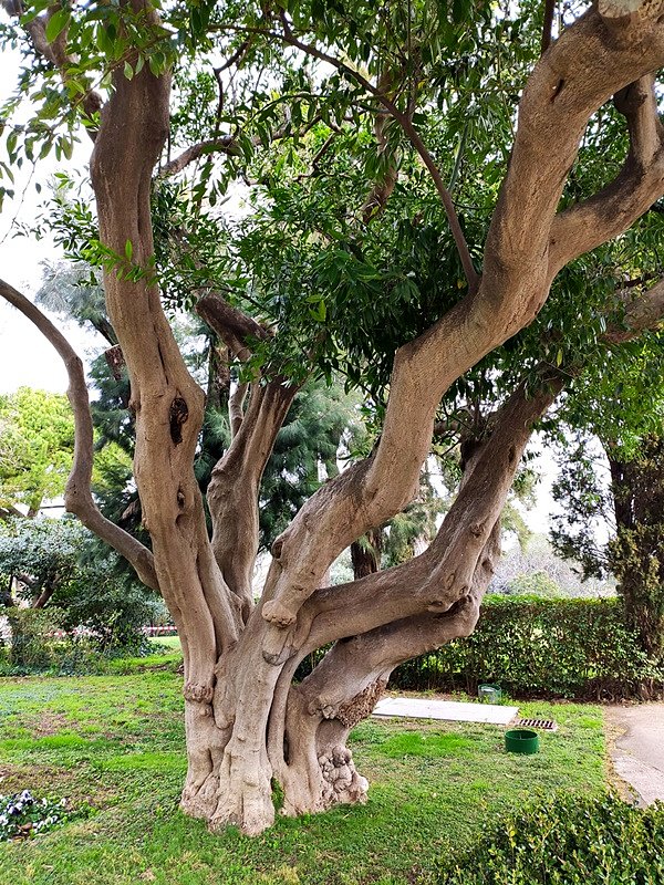 ARBOLES CON HISTORIA -121-