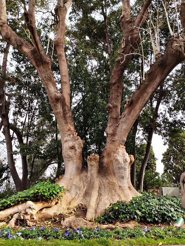 ARBOLES CON HISTORIA -123-