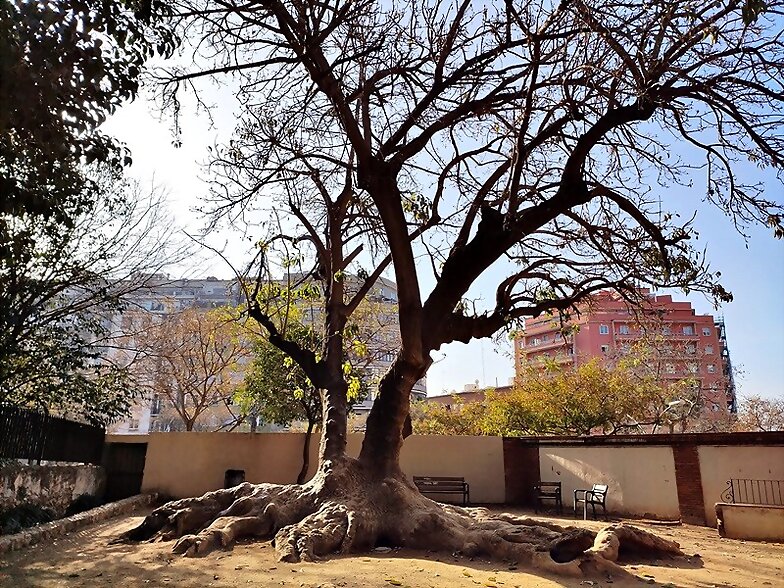 ARBOLES CON HISTORIA -125-