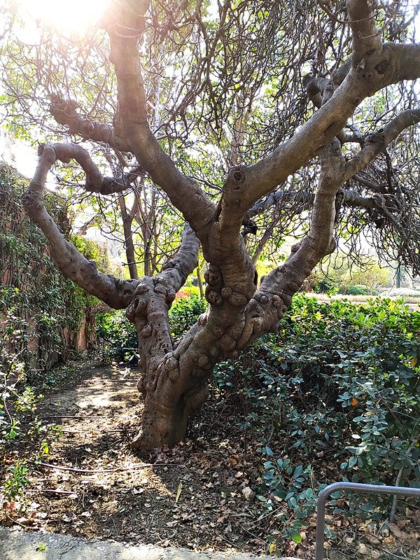 ARBOLES CON HISTORIA -126-